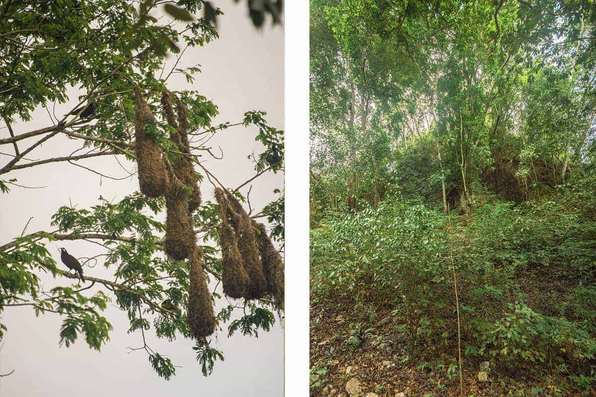 birds nest hanging from the trees // nature has well and truly taken over this temple which you can just make out behind the trees