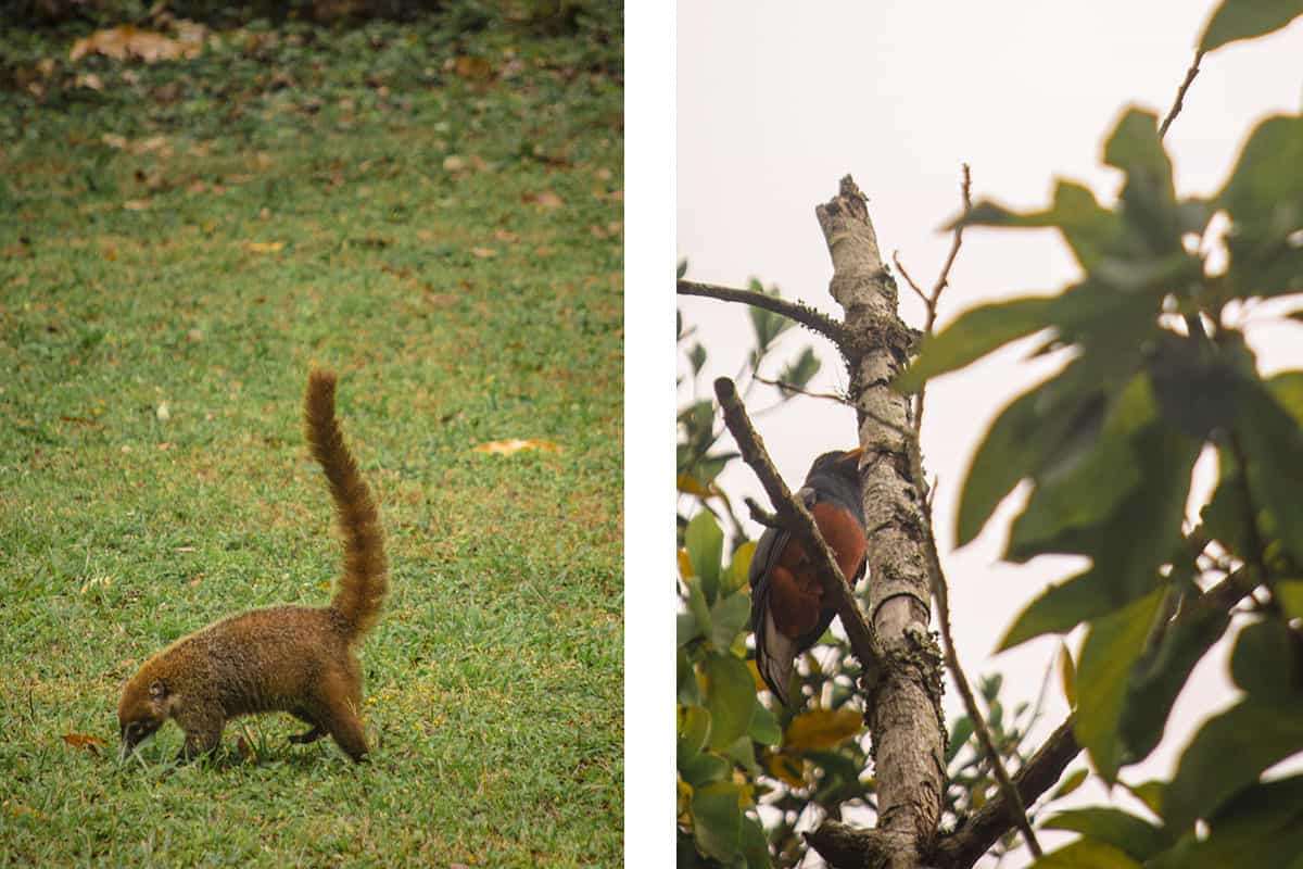 a happy coati in tikal // admiring the birds