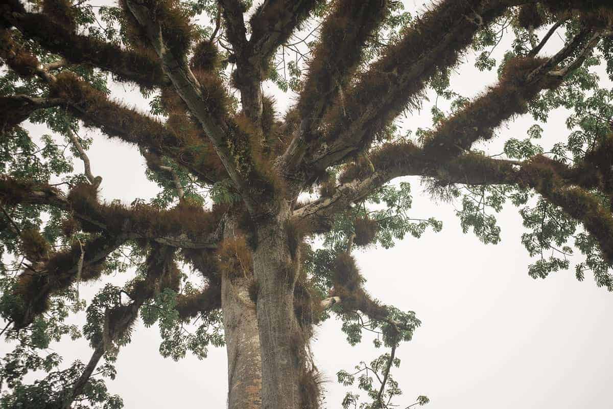 looking up at some of the trees covered in air plant at tikal