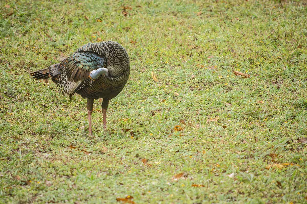 a bird having a preen in the grounds of tikal