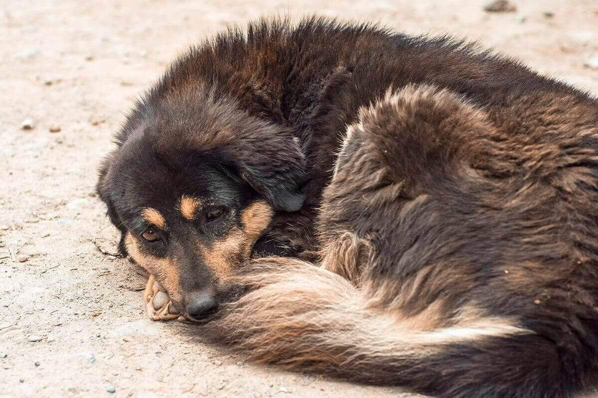 Day 4: Timang To Chame On The Annapurna Circuit 2 sleeping dog timang to chame annapurna circuit