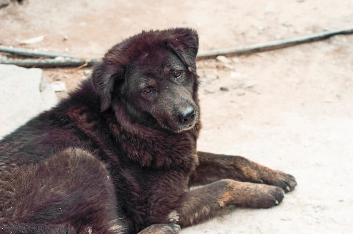 Day 4: Timang To Chame On The Annapurna Circuit 8 black dog timang to chame annapurna circuit