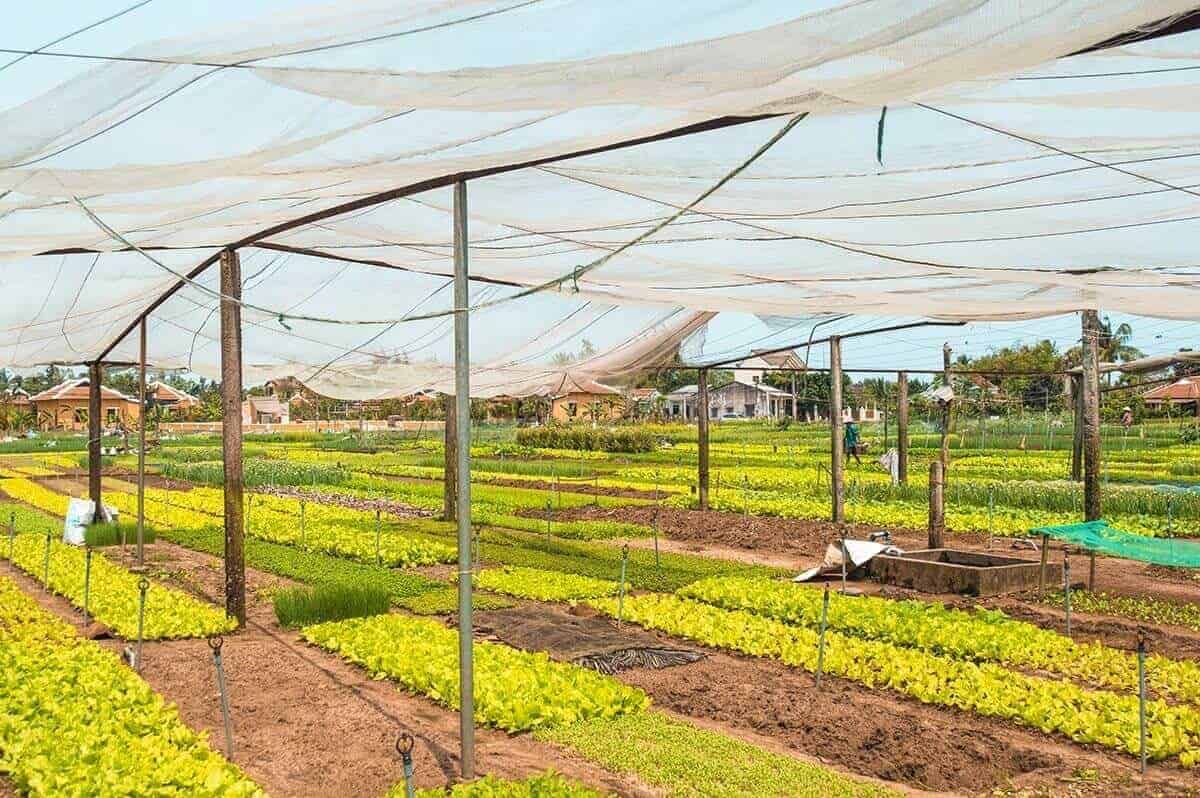 tra que vegetable village under netting from birds in hoi an