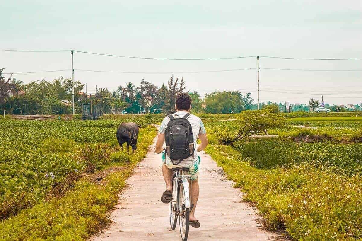 riding a bike through fields with water buffalo in hoi an