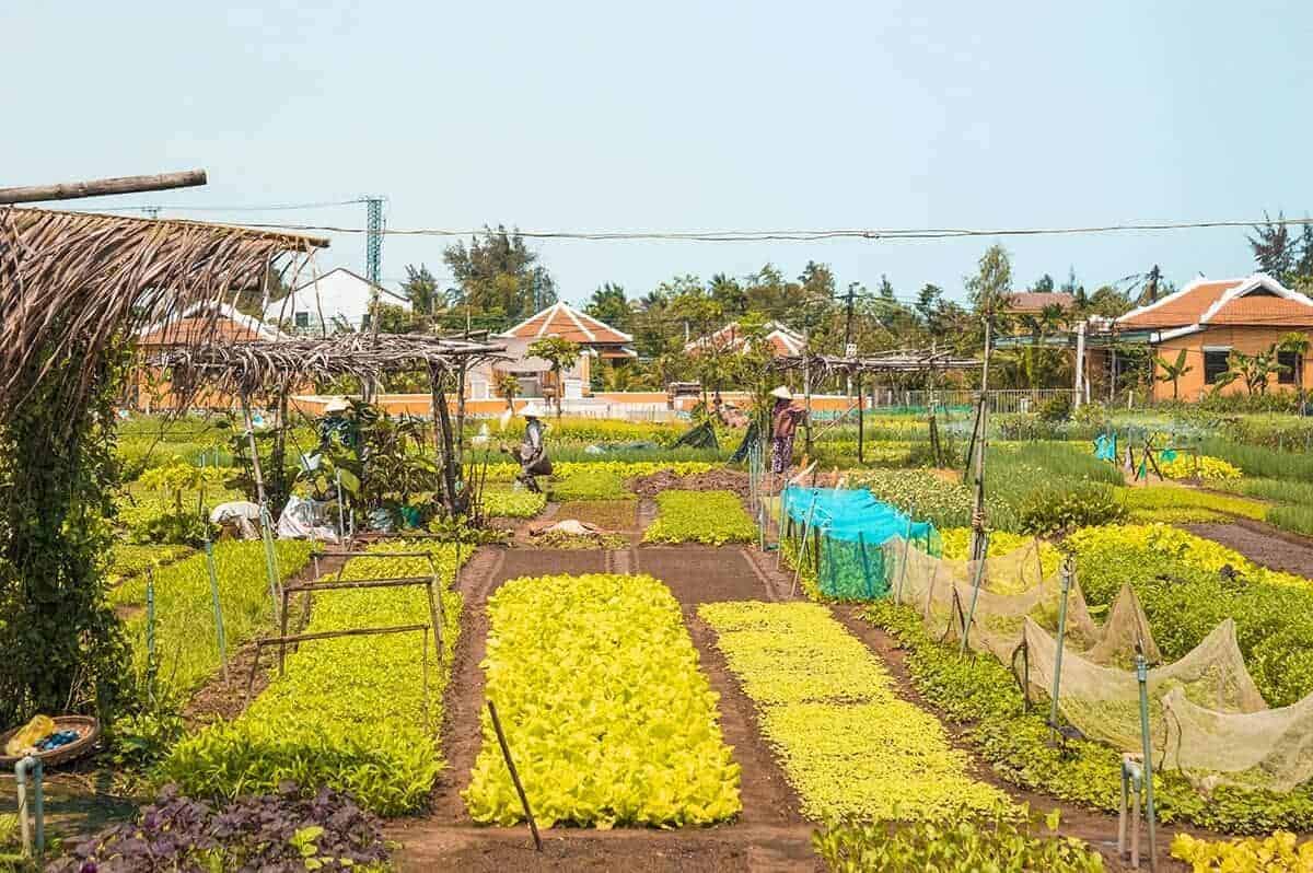 gardens growing different vegetables and herbs at tra que hoi an