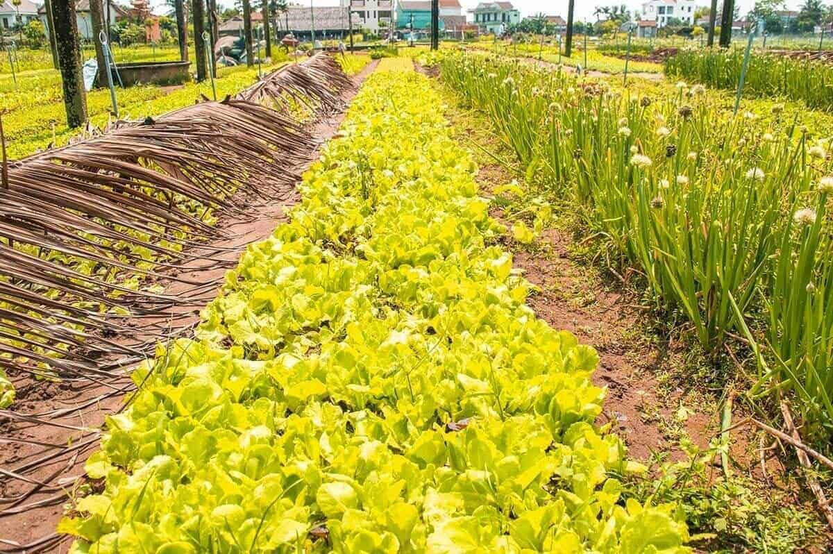 lettuce growing in vegetable village hoi an