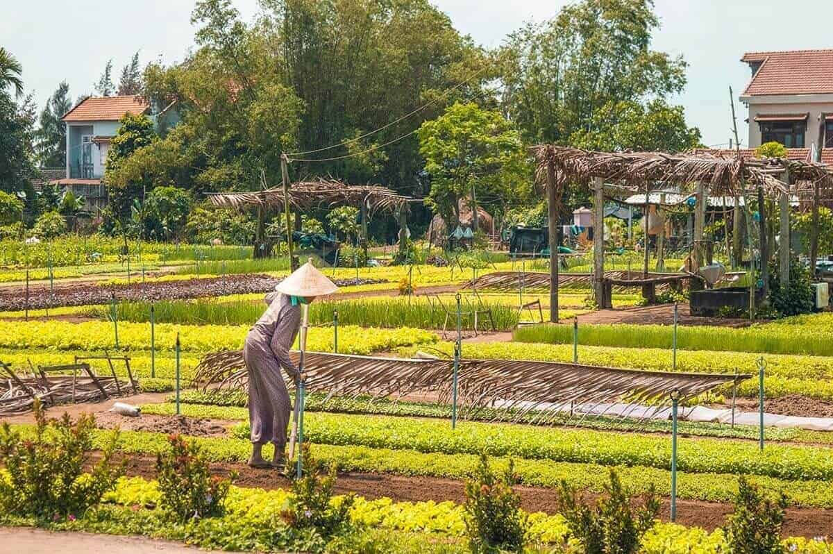 local vietnamese working raking in tra que vegetable village hoi an