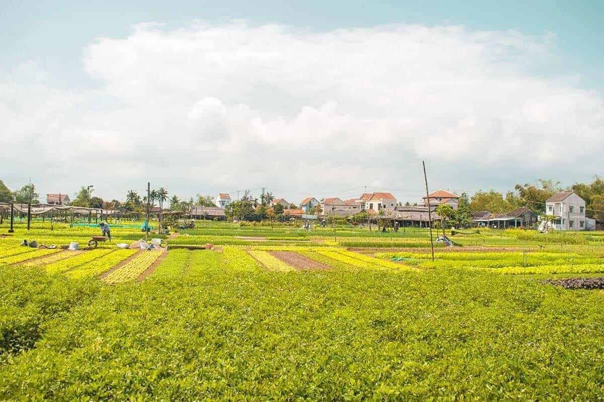 tra que vegetable village fields in hoi an