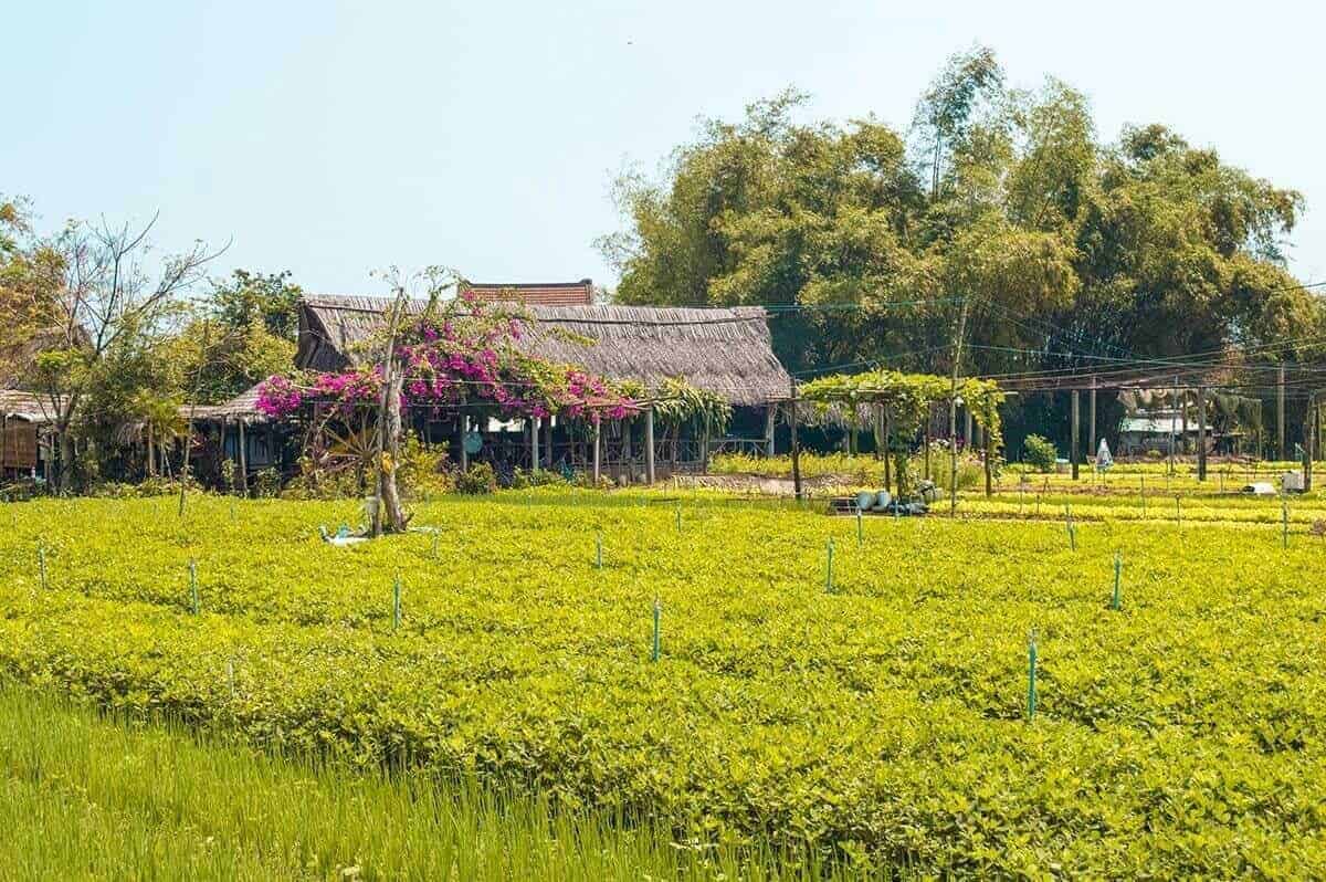 cooking school and restaurant at tra que vegetable village hoi an
