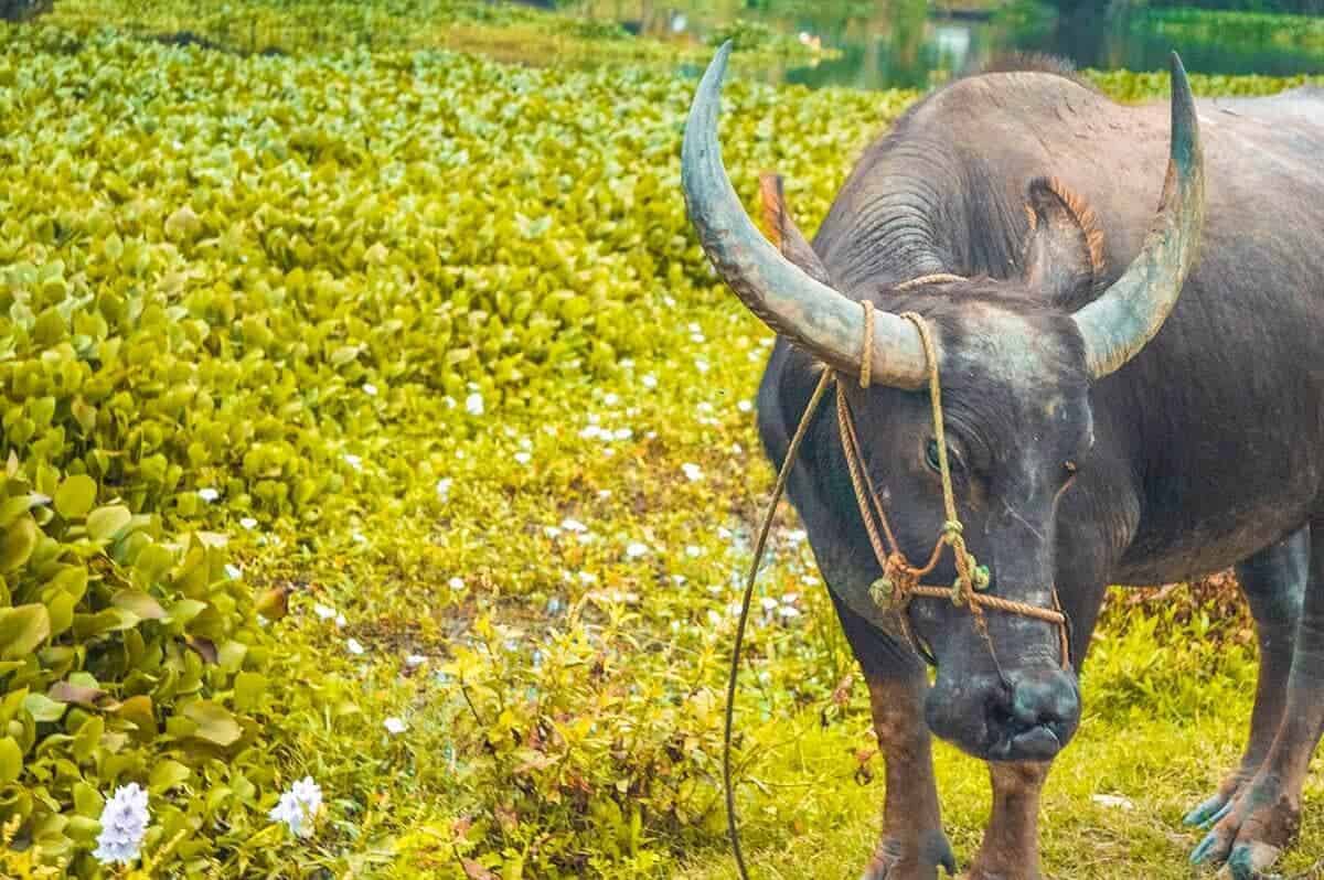 water buffalo in field of flowers in hoi an vietnam