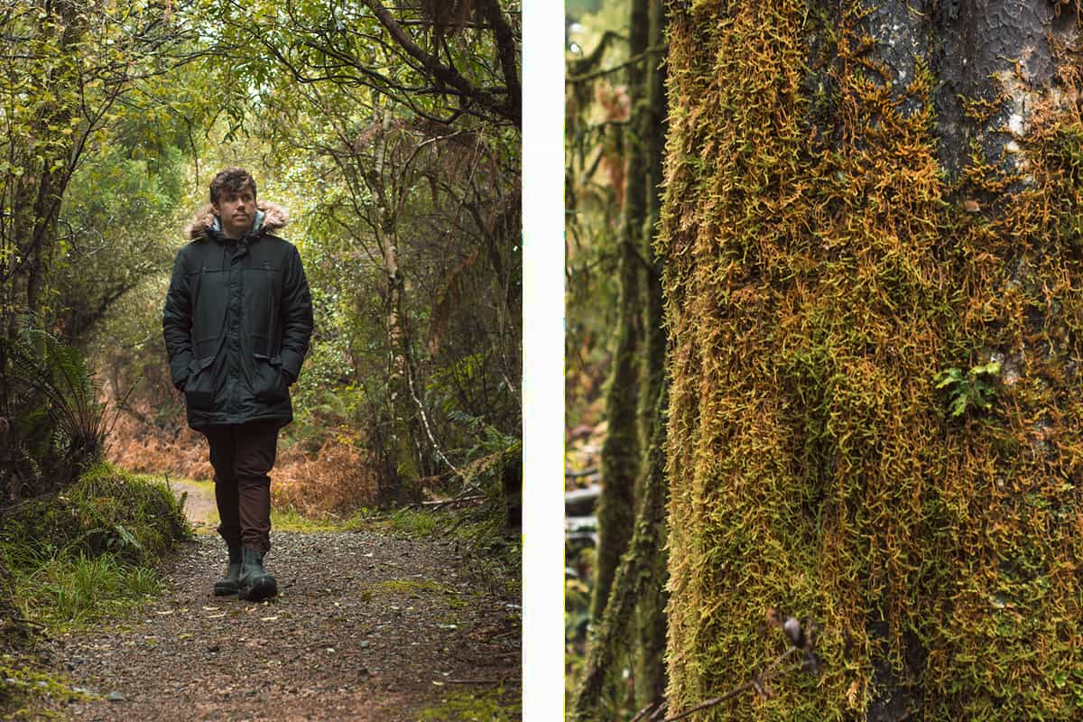 walking along the pathway to waihora lagoon // moss growing on the trees after rainfall