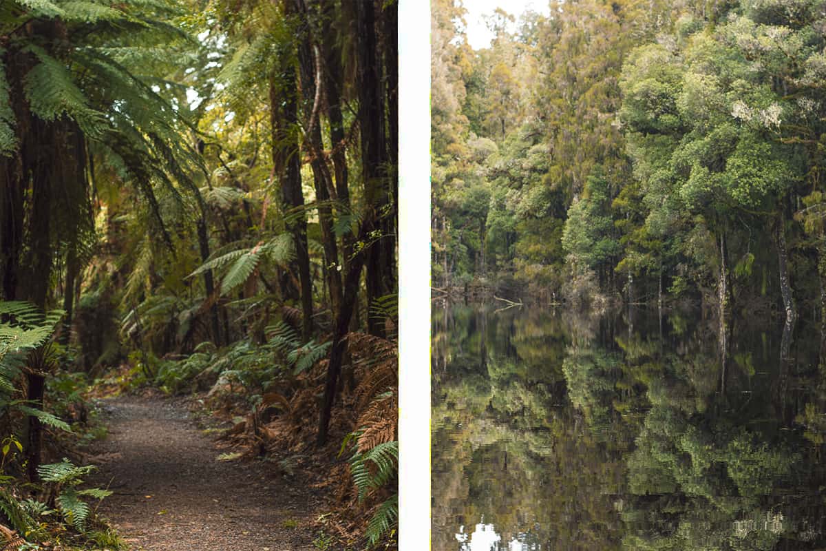 ferns lining the trail to waihora lagoon // its hard to tell where the trees begin and the water starts due to the reflection with still water