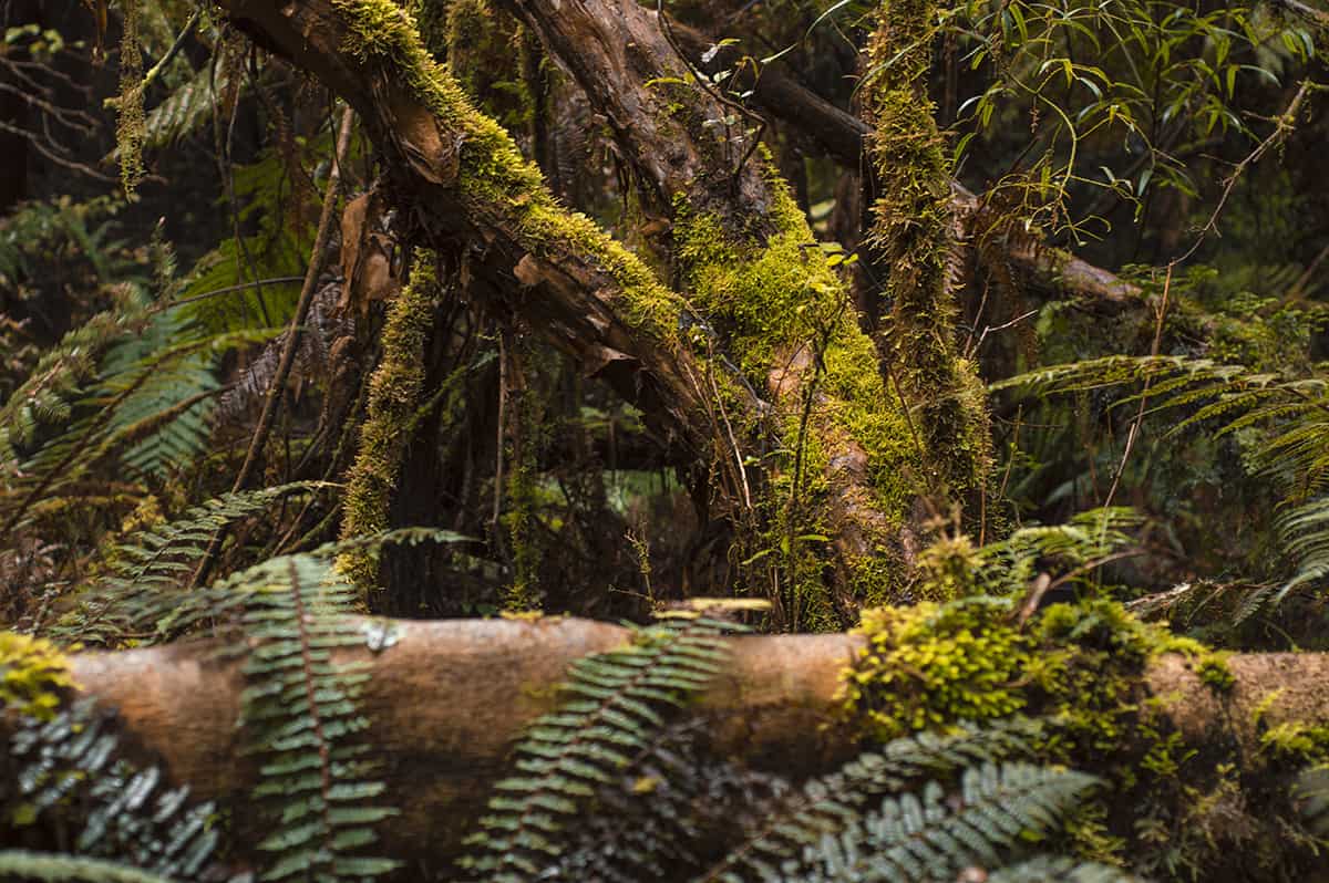 looking into the dense forest from the pathway to waihora lagoon
