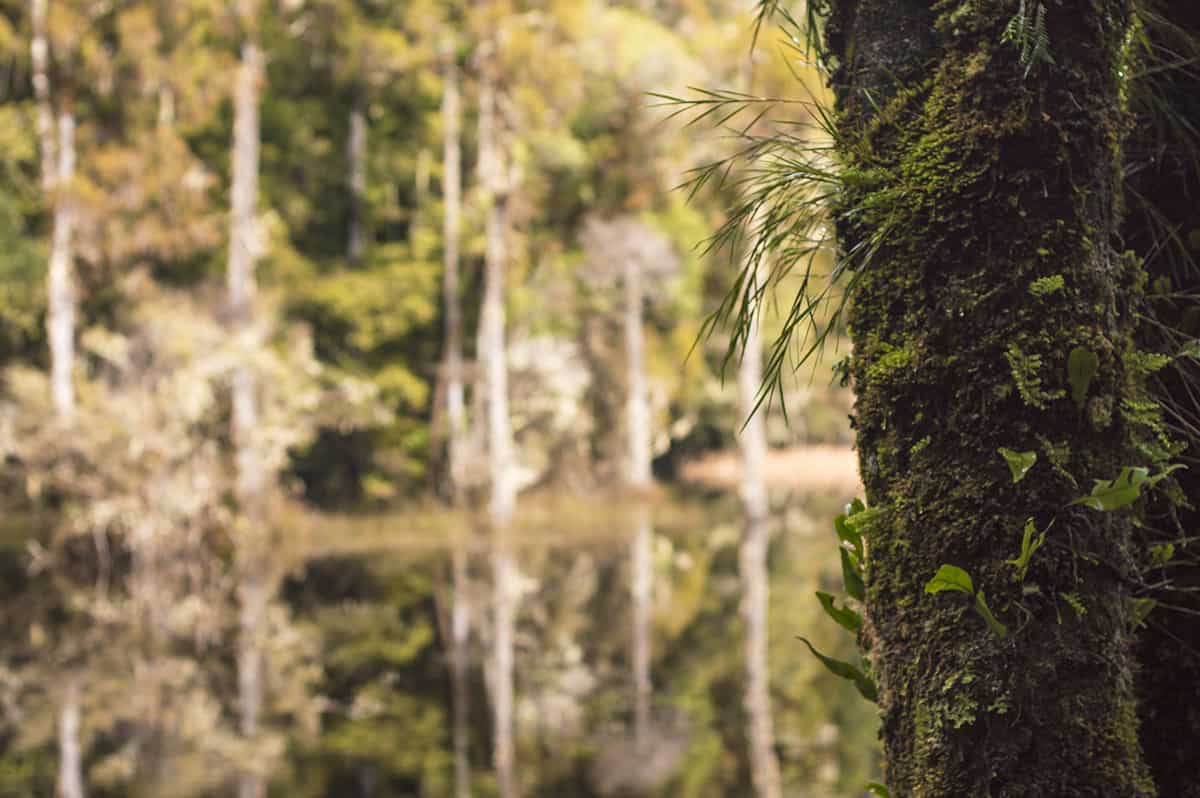 moss and small plants growing on a near tree in front of waihora lagoon