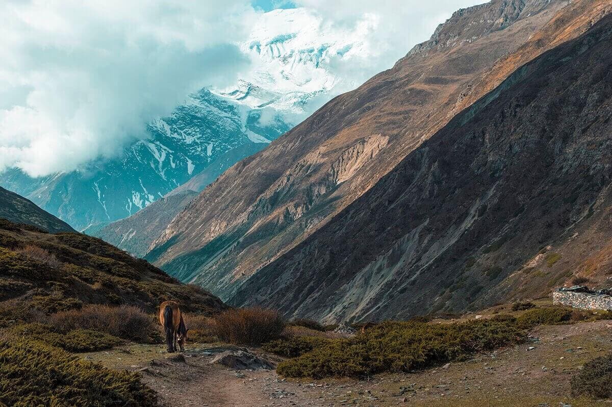horse and mountain yak kharka to thorong phedi base camp on the annapurna circuit