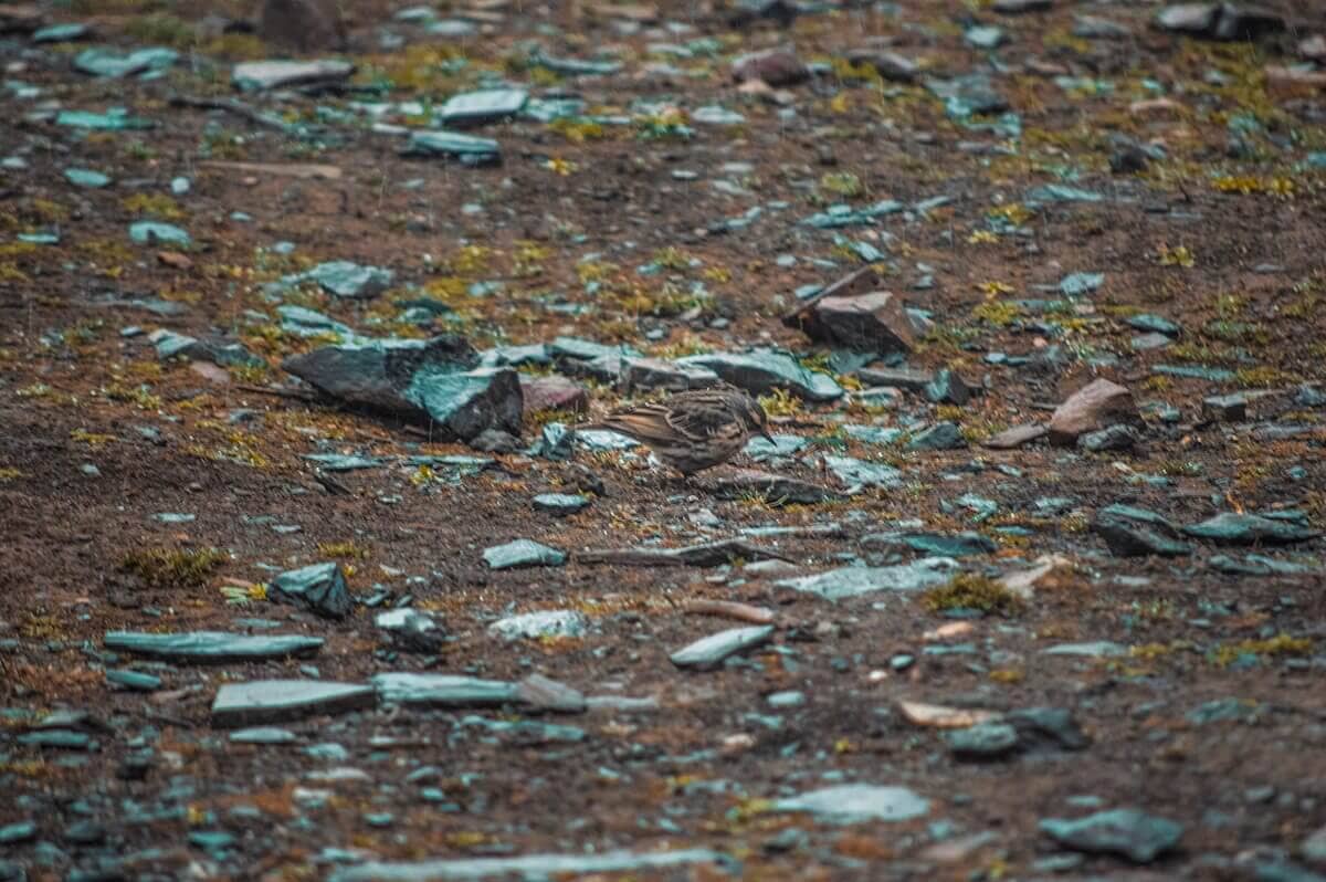 sparrow in snow yak kharka to thorong phedi base camp on the annapurna circuit