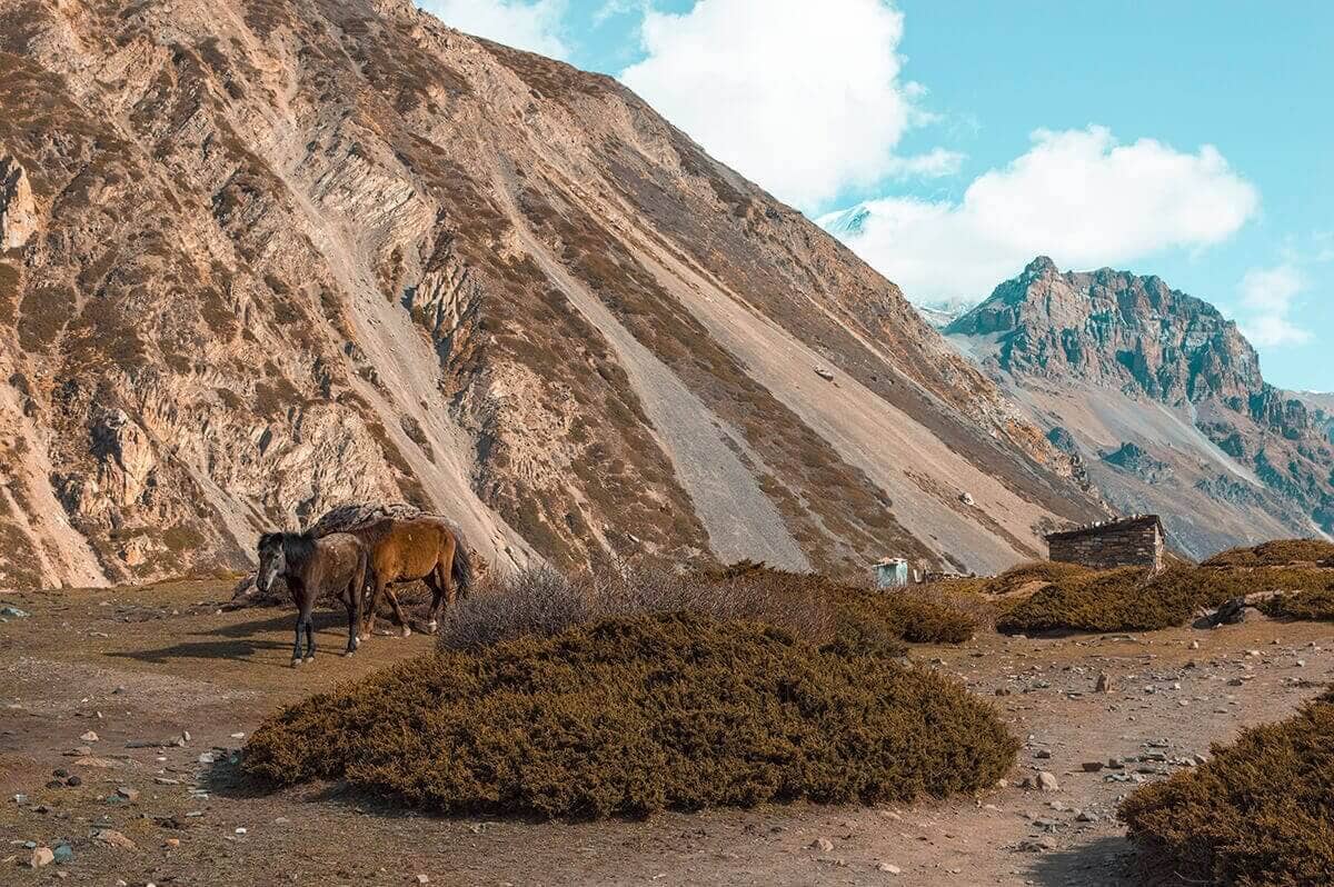 horses yak kharka to thorong phedi base camp on the annapurna circuit