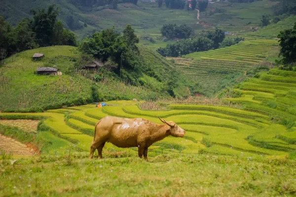 exploring the rice fields with 3 days in sapa itinerary and backpacking sapa
