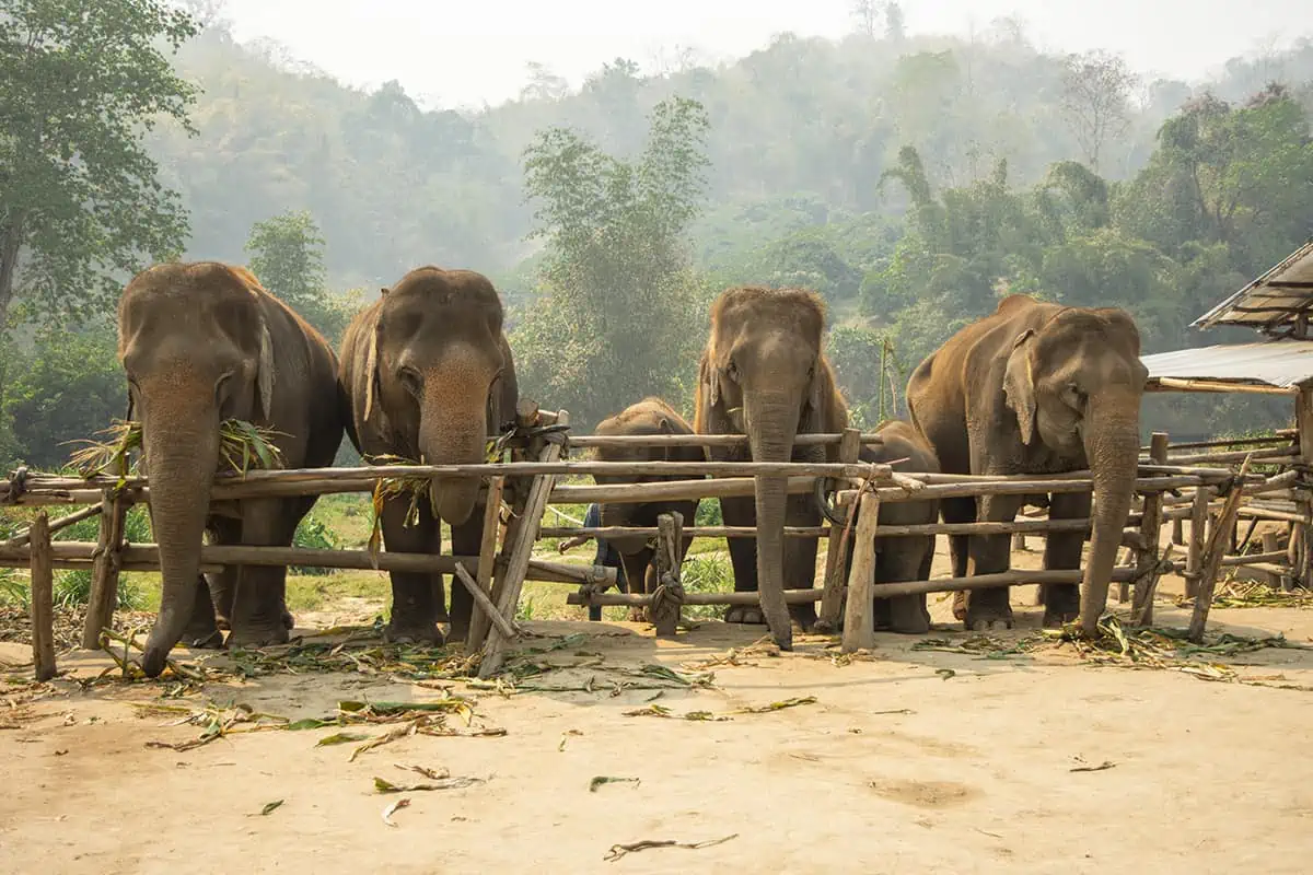 elephants lined up at elephant nature park