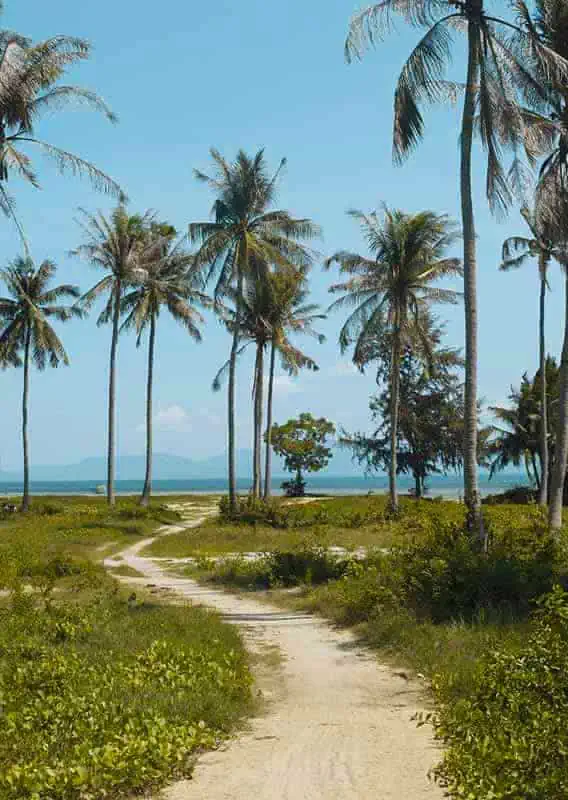 palm tree beaches in koh phangan while 3 weeks in thailand itinerary