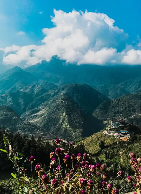 Vibrant flowers in the foreground with a panoramic view of the mountains in Sapa, an essential experience in a Vietnam itinerary 3 weeks.