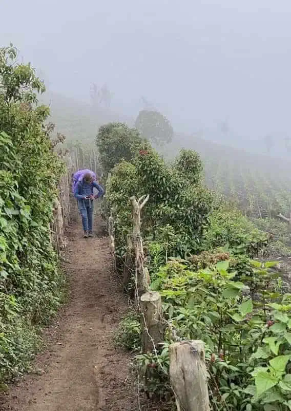 hiking in the early sections of the acatenango volcano trek, it might not look steep but trust me it is