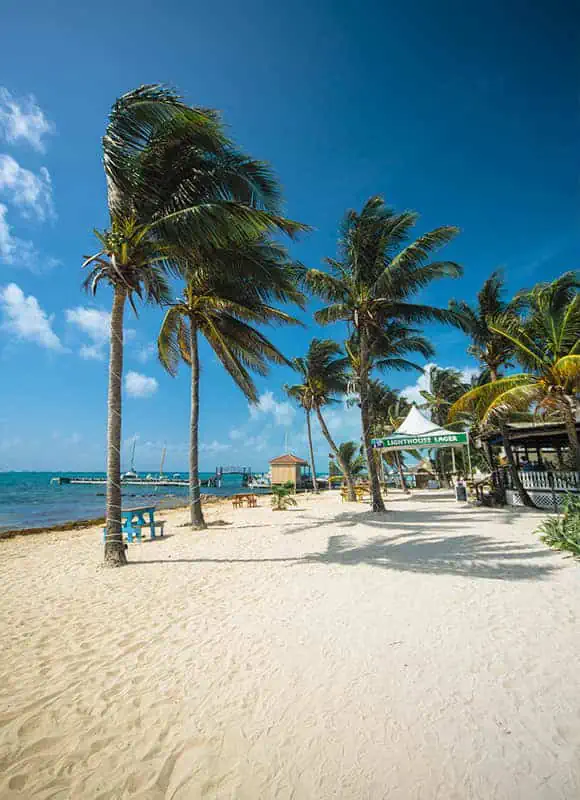 A breezy beachfront with towering palms on Ambergris Caye, presenting a more developed scenery versus the natural Caye Caulker.