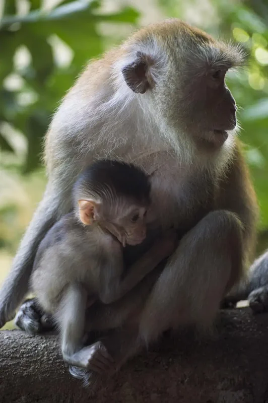 Ao Nang To Railay Beach: The ULTIMATE Guide 2025 15 A baby monkey clinging onto its mother as they sit together on a rock at railay