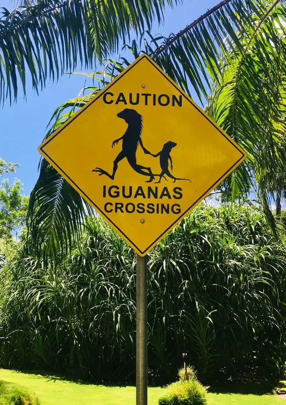 iguanas crossing sign in belize