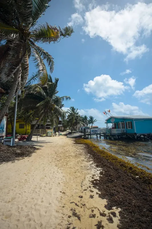 sargassum washing up on one of the beaches in ambergris caye belize