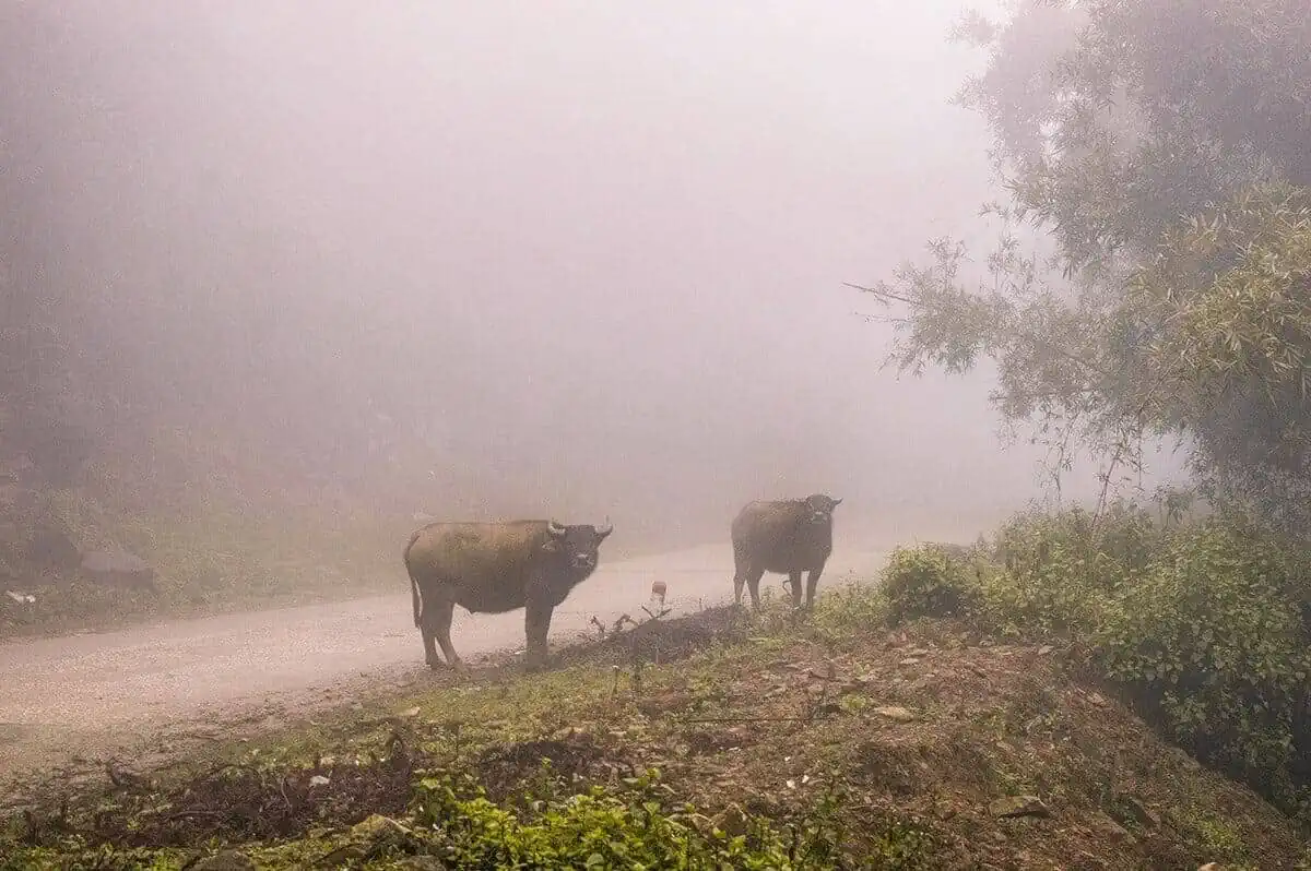 water buffalos on the road to sapa