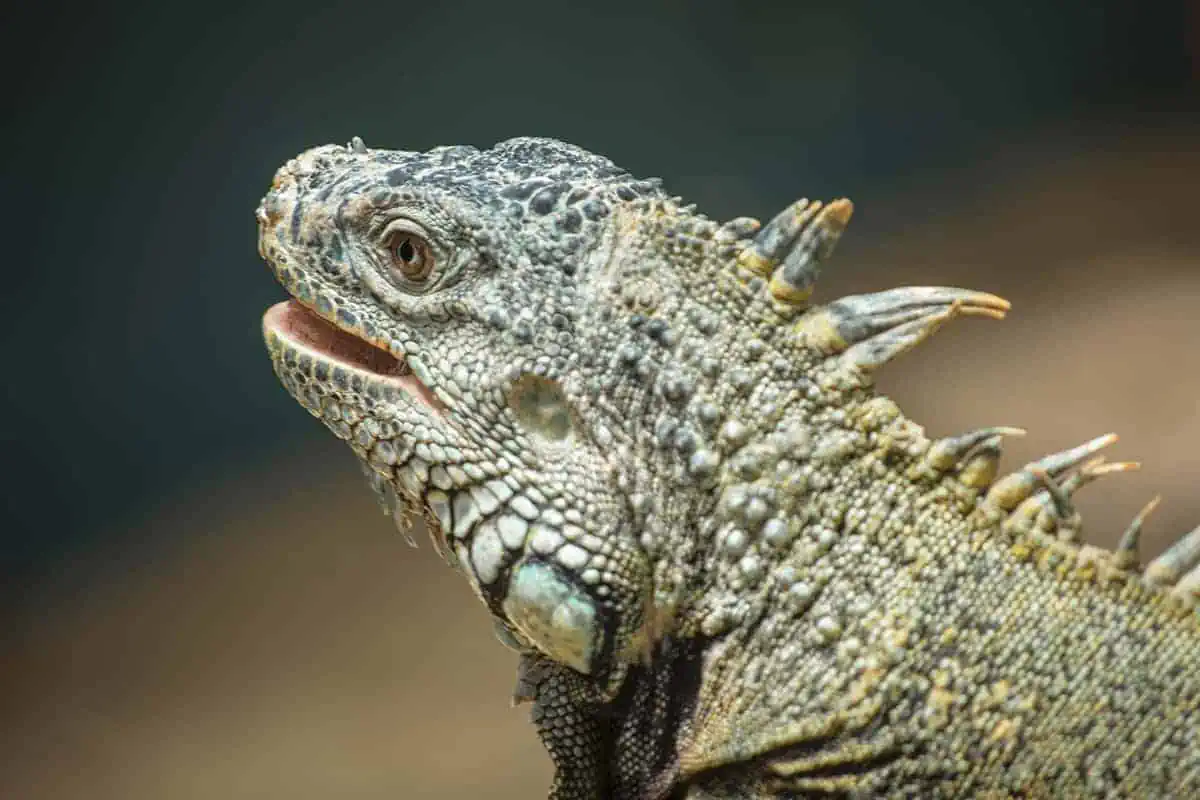 Belize In April: What You NEED To Know 10 Close-up of an iguana in Belize, displaying its detailed, scaly skin and spiny crest. The iguana's mouth is slightly open, showing a hint of its tongue, and its eyes give a sharp, focused look, set against a softly blurred background.