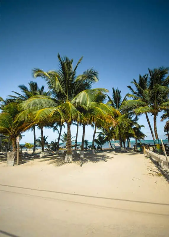 Belize In April: What You NEED To Know 9 A row of tall, slender palm trees dominate the foreground of this image, casting long shadows across the fine, white sands of a secluded Belizean beach. The clear sky and the absence of people provide a sense of tranquility and isolation.