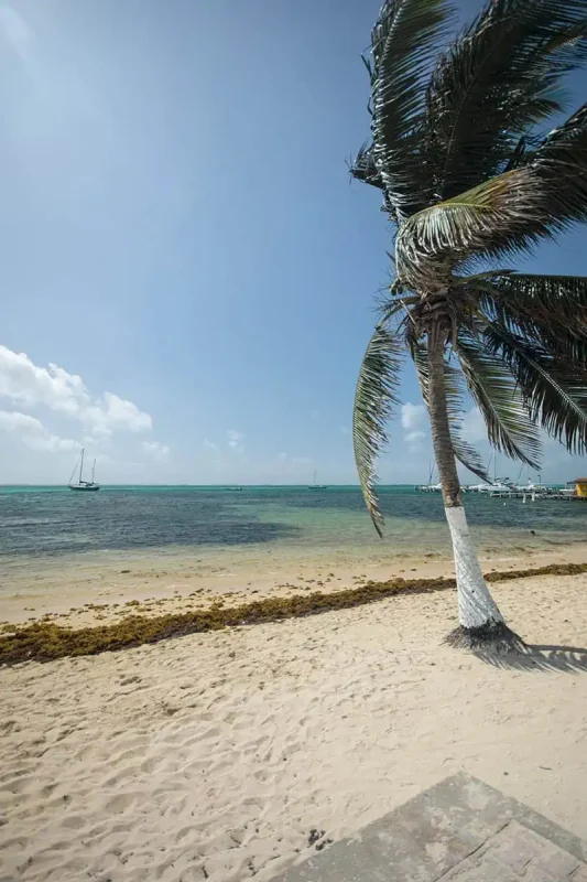Belize In April: What You NEED To Know 6 A solitary palm tree leans towards the sea on a sandy beach in Belize. Its fronds flutter in the wind against a backdrop of clear blue sky and turquoise waters, epitomizing the tropical beauty of the region.