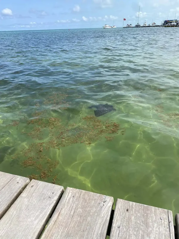 Belize In June: Is Belize Worth Visiting In June? 23 A spotted eagle ray visible in the shallow waters near a dock in Belize, representing the rich marine life that can be observed in June.