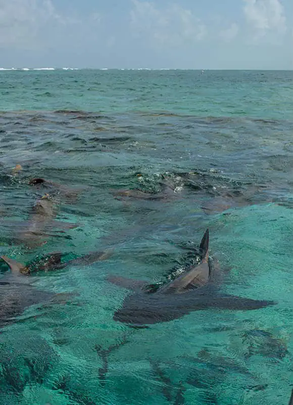 Sharks and fish swim through the clear, turquoise waters of the Belize Barrier Reef, an underwater paradise for divers and snorkelers.