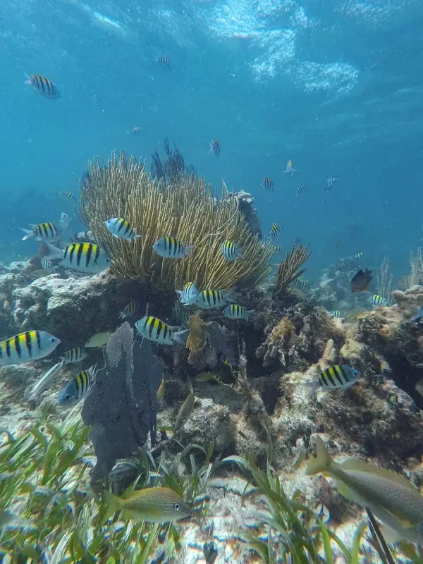 Colorful sergeant major fish swarm around the coral formations, with sunlight filtering through the clear waters of a Belizean atoll, highlighting the thriving aquatic environment.