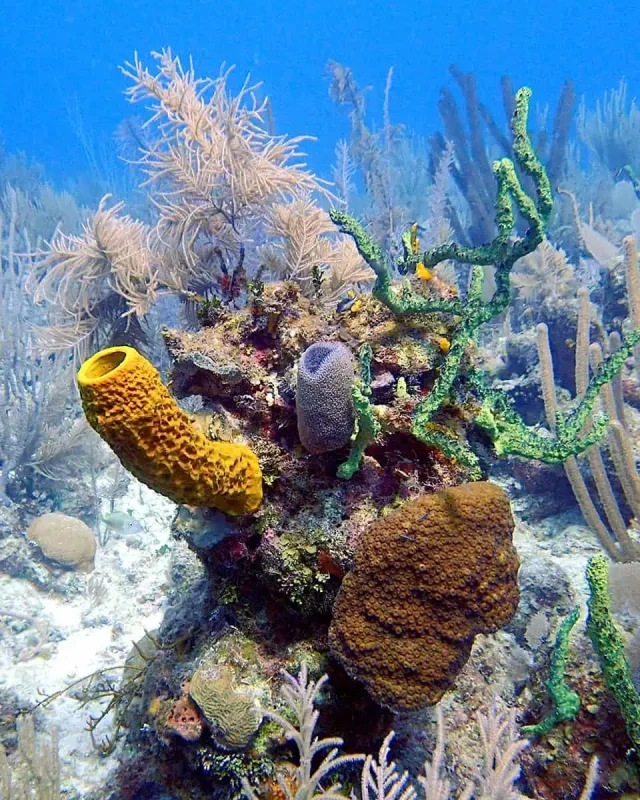 Diverse coral reef at an glovers atoll in Belize, with a multitude of sea fans, sponges, and branching corals creating a vibrant underwater landscape.