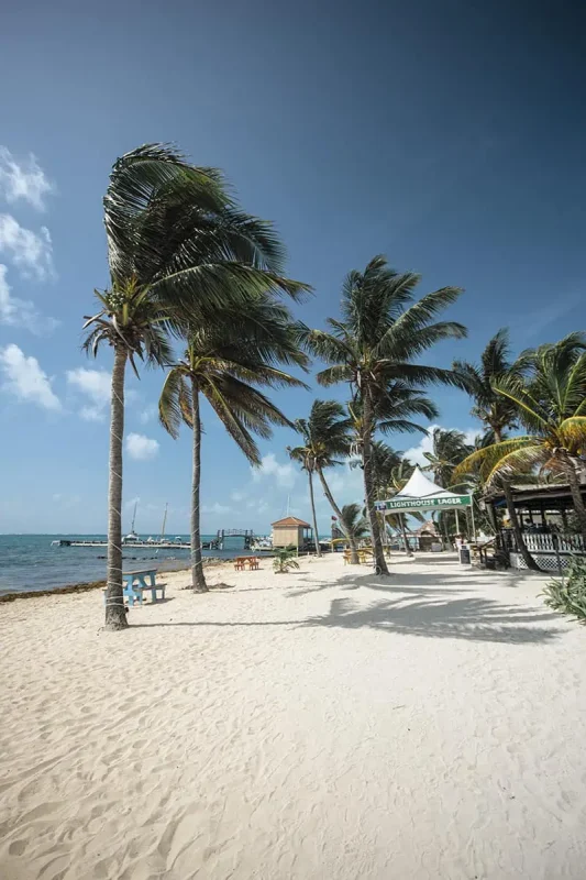 A serene and sunny beach with tall palm trees swaying in the wind and a clear blue sky, typical of the beautiful natural scenery found on Ambergris Caye's best beaches.