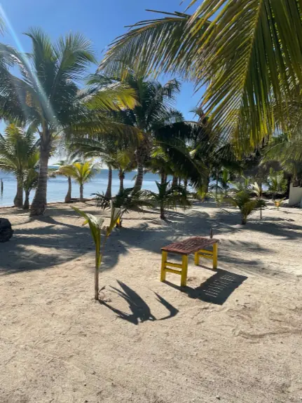 Young palm trees and a solitary yellow wooden bench on the sandy shores of Ambergris Caye, evoking the relaxed and peaceful atmosphere of the island's pristine beaches.