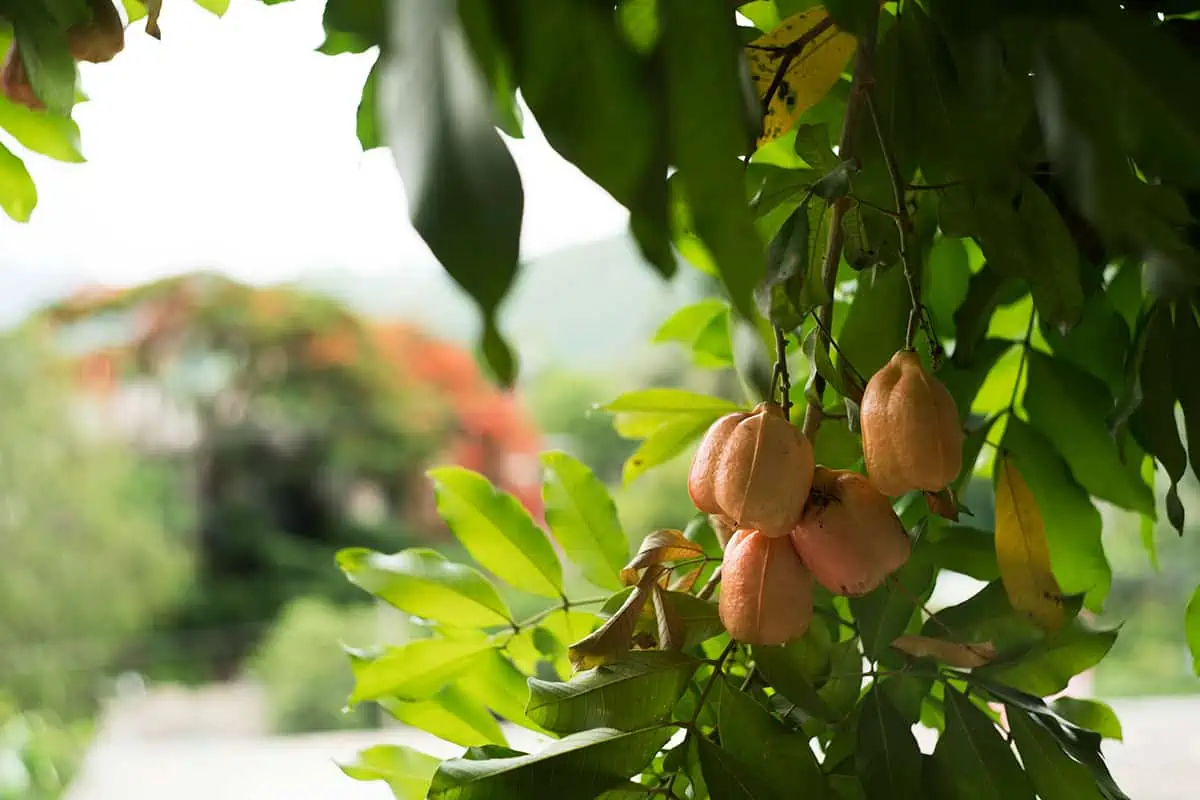 Branches with a cluster of ackee fruits hanging amongst lush green leaves, a tropical scene reminiscent of the natural bounty in Belize.