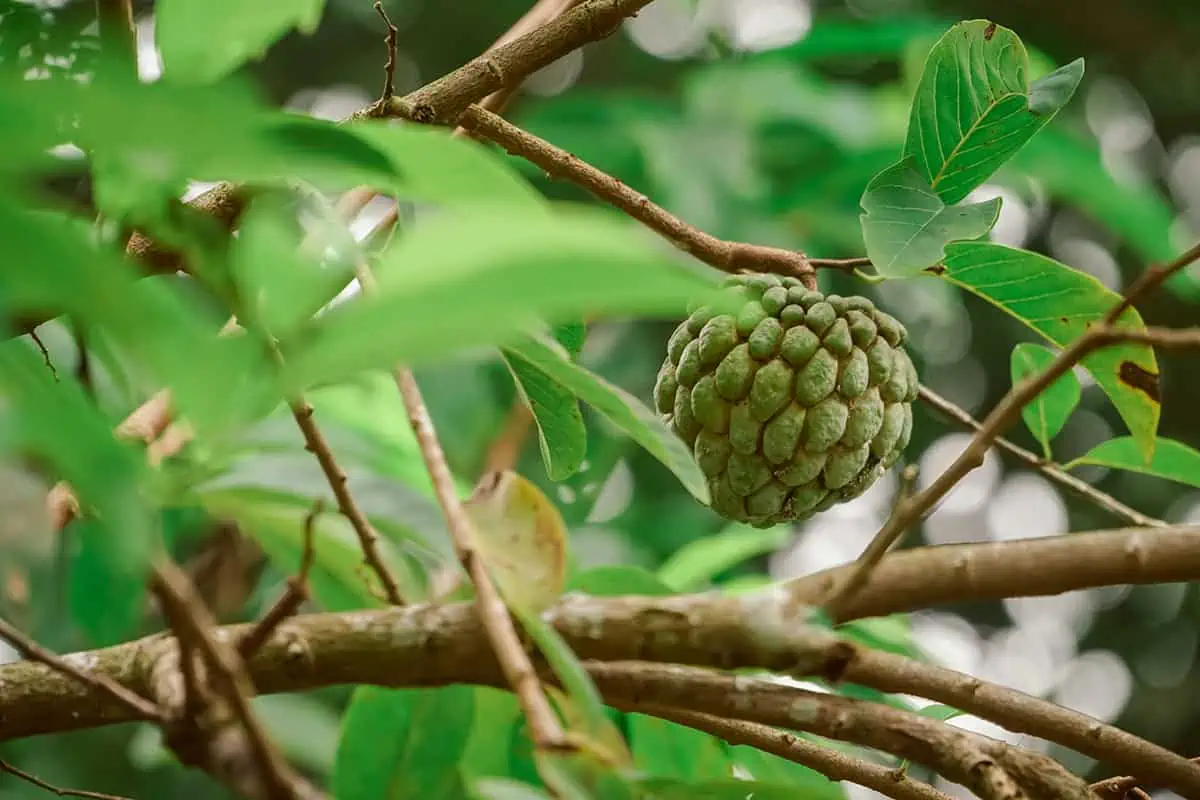 Custard apple (Annona squamosa) nestled within verdant branches, an exotic fruit commonly found in Belize.