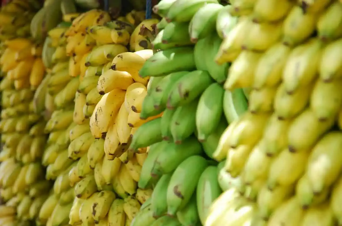 Stacked bunches of yellow and green bananas, capturing the freshness of Belize's local produce.