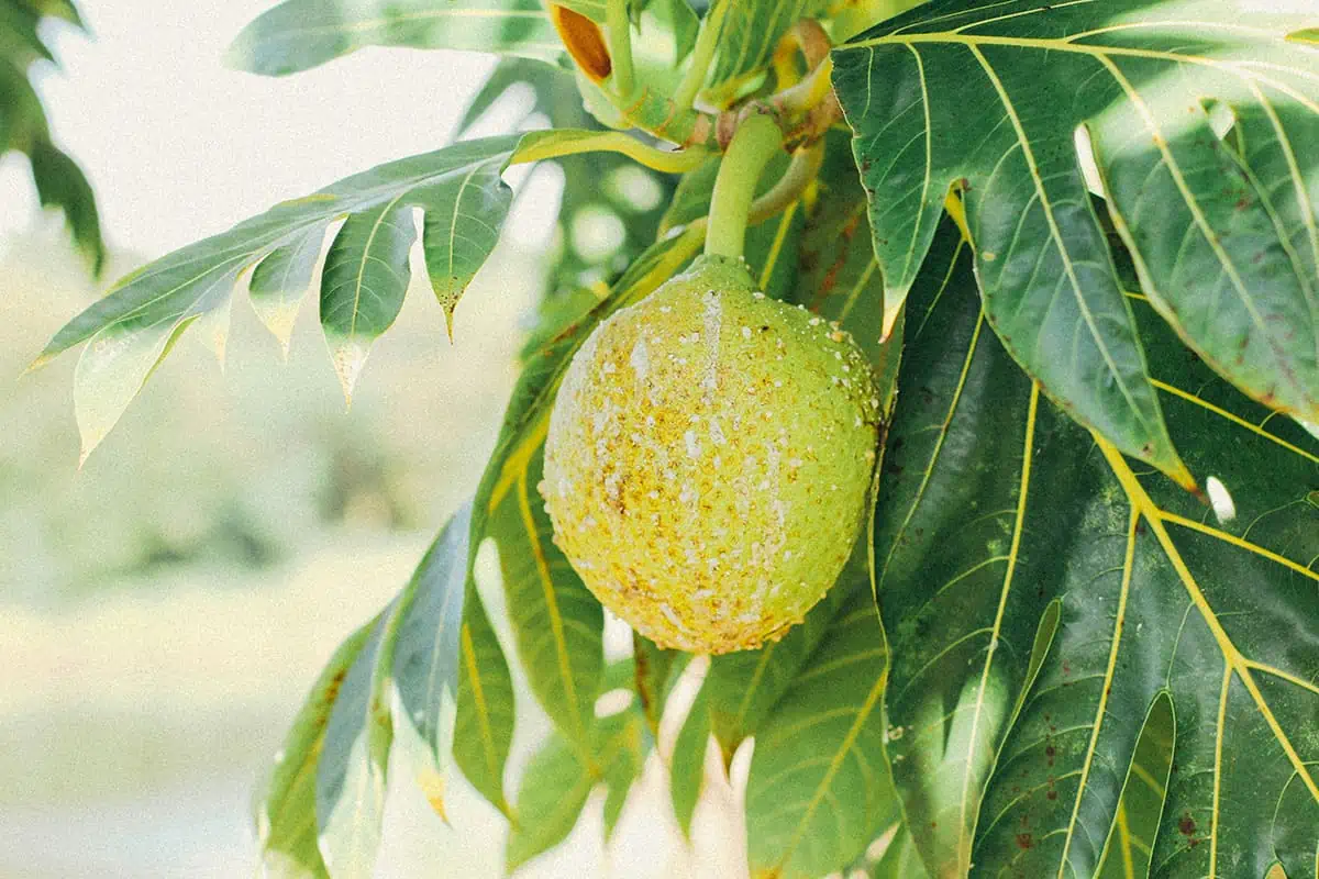 A breadfruit speckled with water droplets, hanging from a leafy tree, highlighting tropical fruits in Belize.