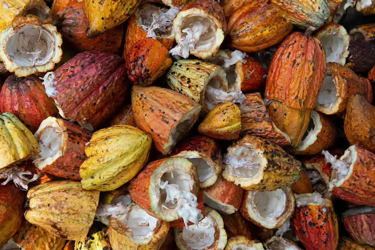 Split open cocoa pods revealing the white flesh and beans inside, indicative of Belize's role in chocolate production.