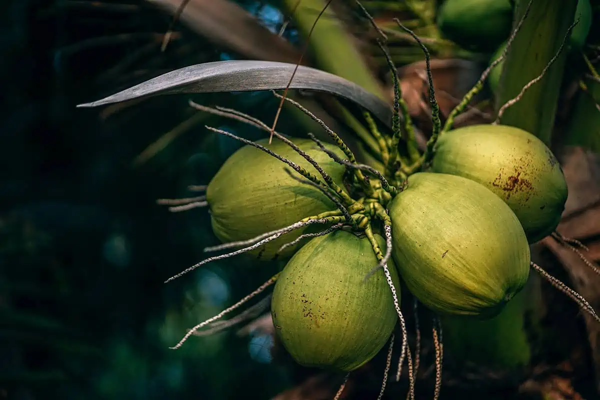 A group of young green coconuts with long stems, growing in a cluster, typical of the tropical flora in Belize.