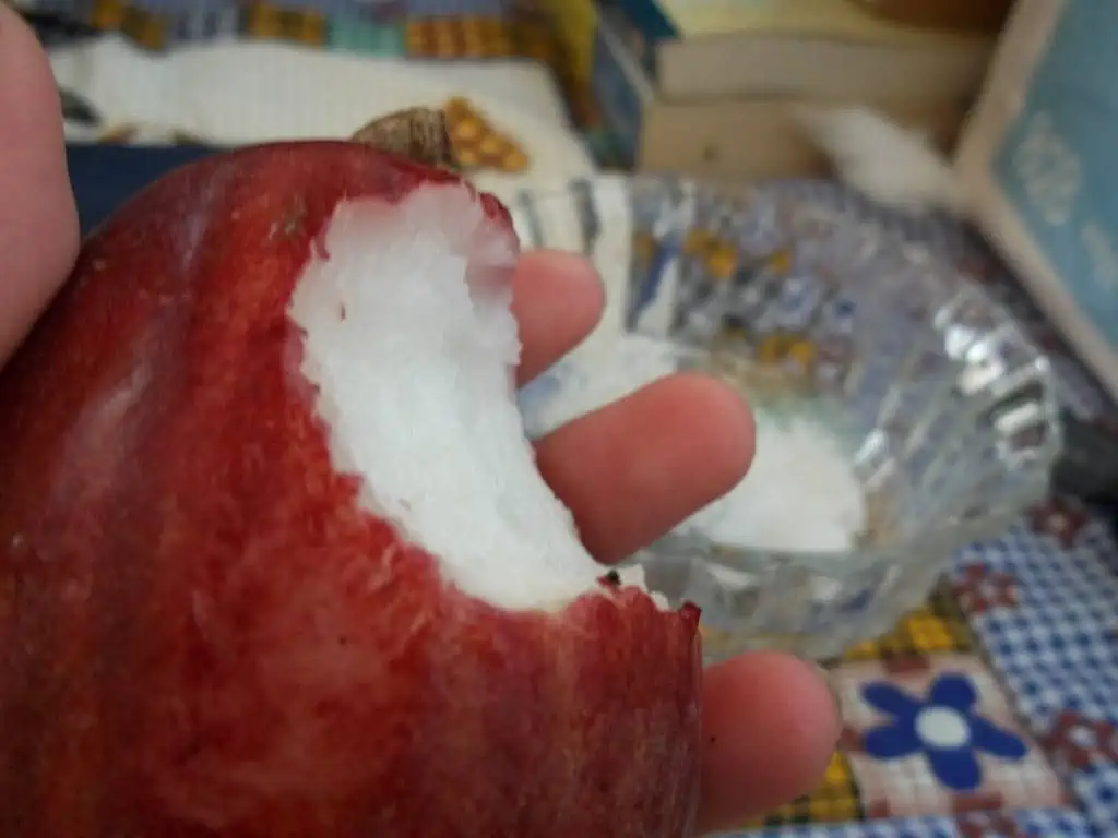 Close-up of a hand holding a bitten red malay apple with white flesh, with blurred background, illustrating a fresh fruit snack.