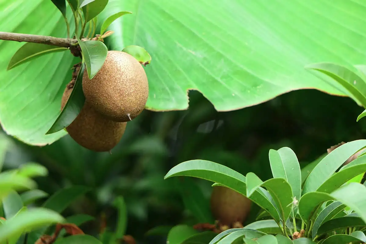 A sapodilla fruit hanging from a leafy branch, with a focus on its brown, fuzzy skin, typical of the fruits in Belize.