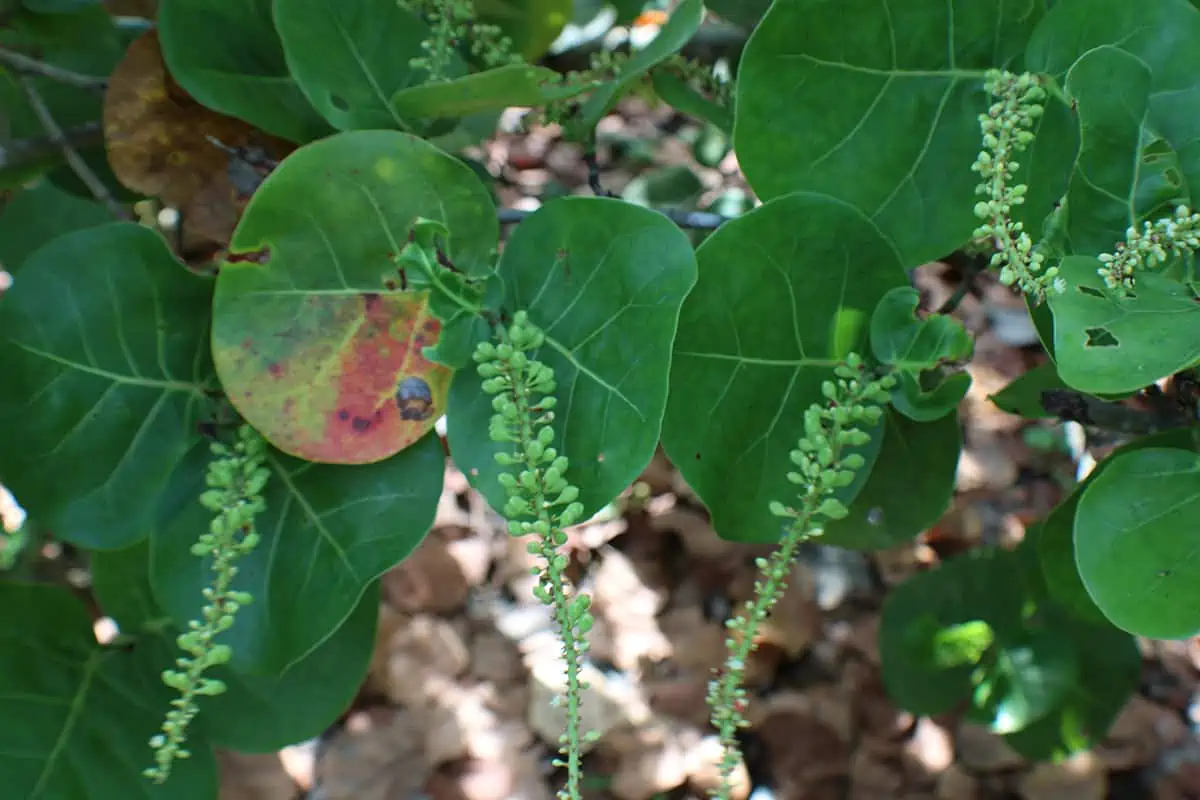 Green sea grape clusters on a tree, a coastal fruit often found in Belize that turns purple when ripe.