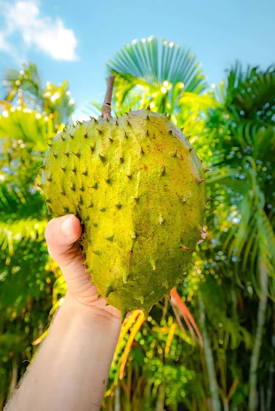 Hand holding up a soursop fruit against a tropical backdrop, with its spiky green exterior, commonly found in Belize and enjoyed for its tangy flavor.
